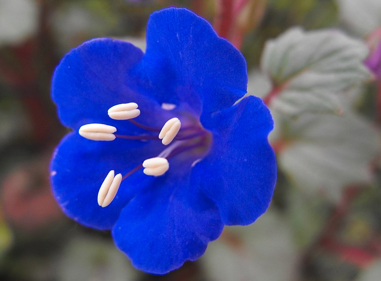 Desert Bluebells