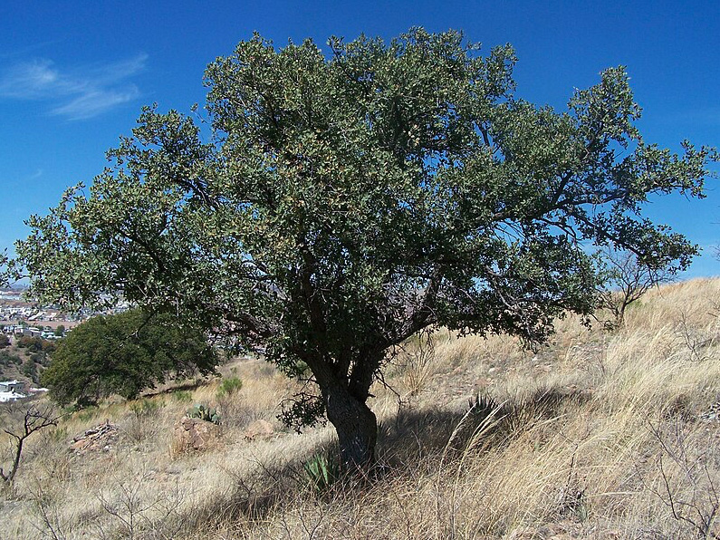 Emory Oak on a hill side