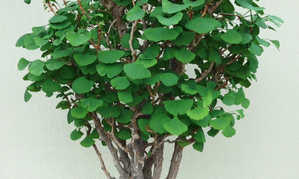 Ginkgo Biloba