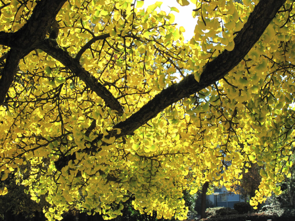 Ginkgo Biloba leaves turned yellow in the fall