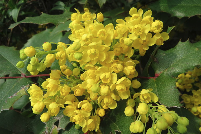 Oregon Grape