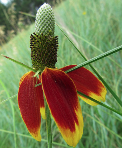 Prairie coneflower plant known as Mexican hat