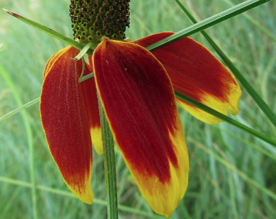 Prairie coneflower plant