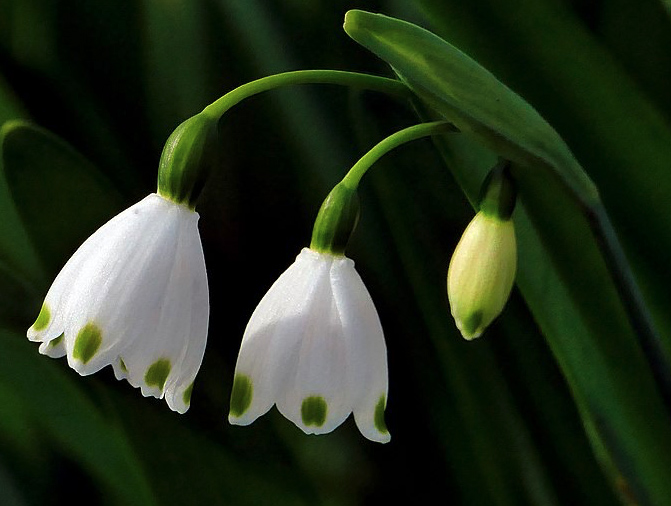 Snowdrop flowers