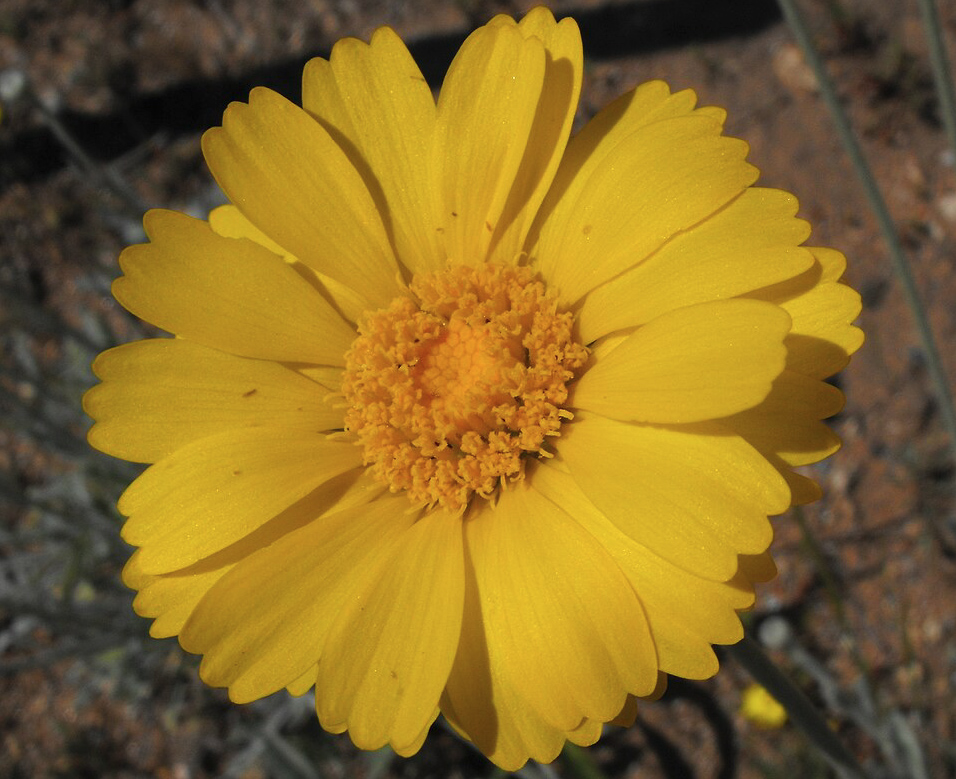 desert marigold