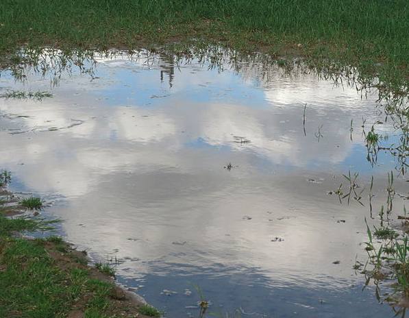 flooded grass area