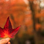 hand holding up a red fall leaf