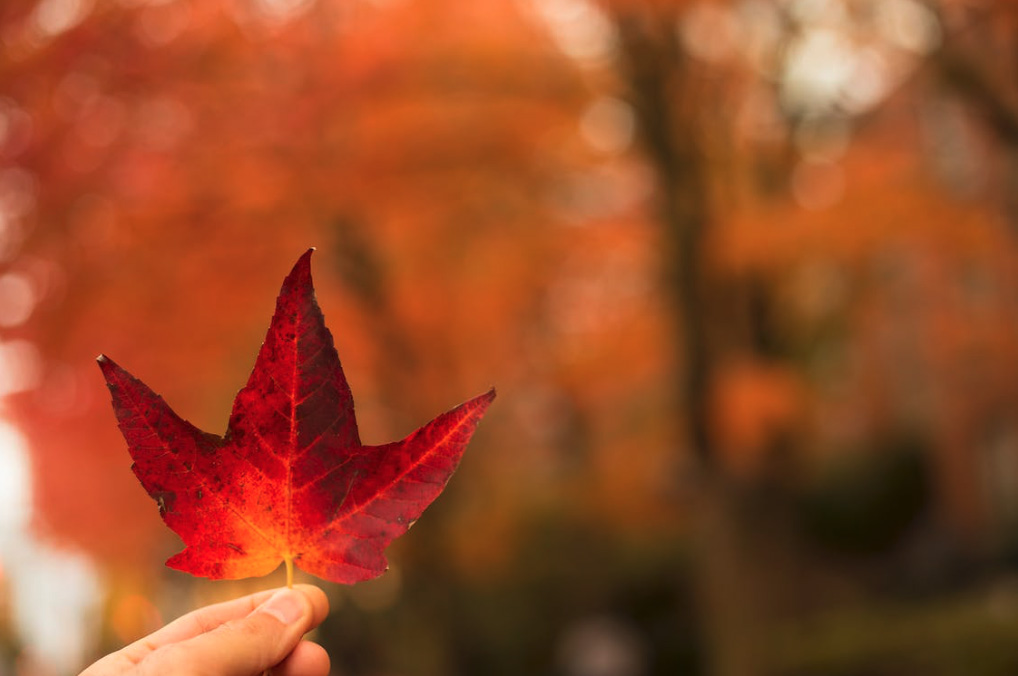 hand holding up a red fall leaf