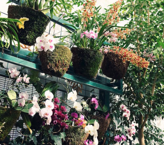 outdoor plants