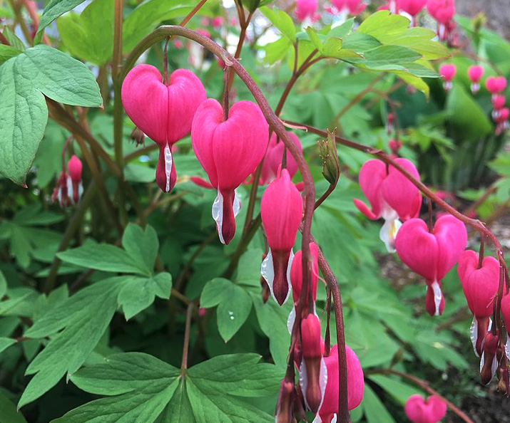 bleeding heart fower