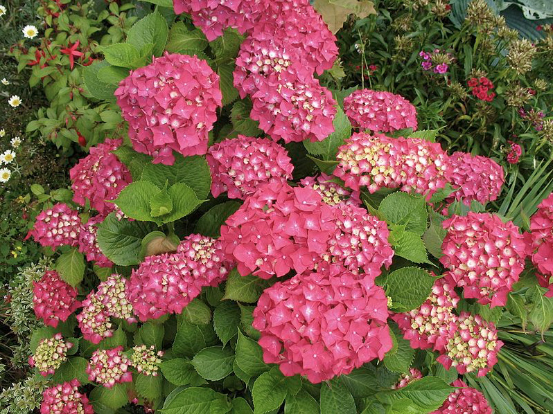 hydrangea flowers