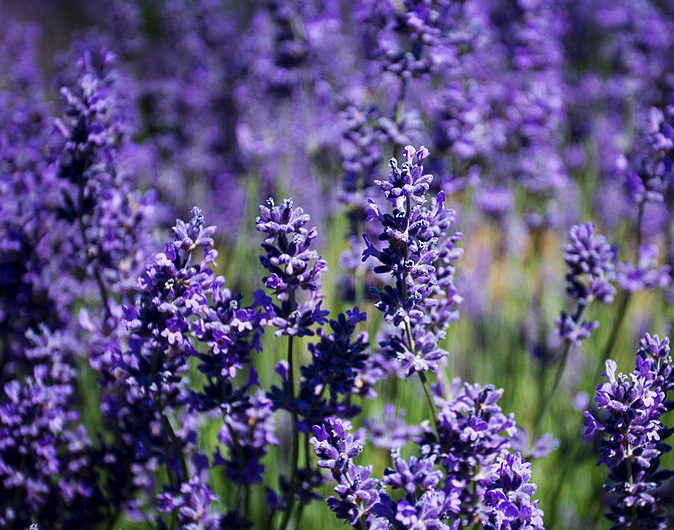 lavender flowers