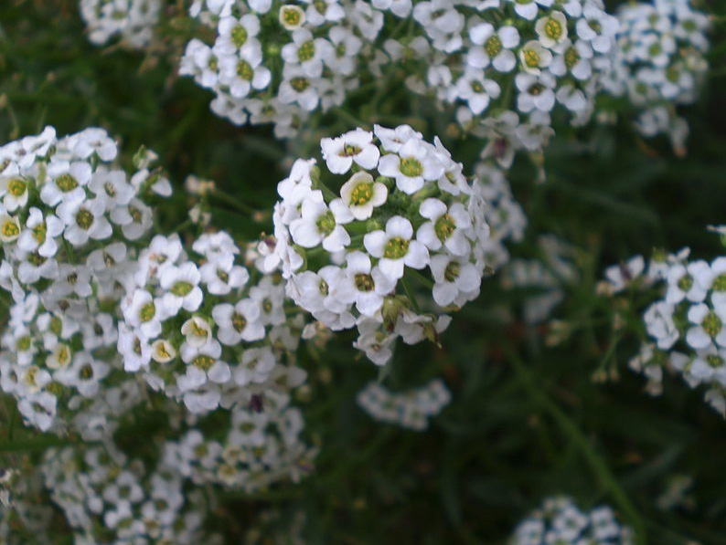 sweet alyssum